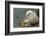 Falkland Islands, Saunders Island. Black-Browed Albatross with Chick-Cathy & Gordon Illg-Framed Photographic Print