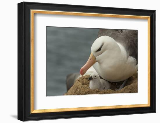 Falkland Islands, Saunders Island. Black-Browed Albatross with Chick-Cathy & Gordon Illg-Framed Photographic Print