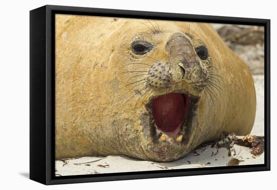 Falkland Islands, Saunders Island. Black-Browed Albatross with Chick-Cathy & Gordon Illg-Framed Premier Image Canvas