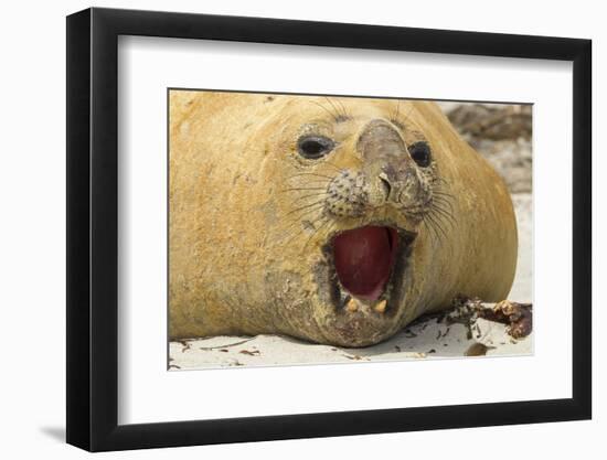 Falkland Islands, Saunders Island. Black-Browed Albatross with Chick-Cathy & Gordon Illg-Framed Photographic Print