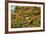 Falkland Islands, Saunders Island. Black-Browed Albatross-Cathy & Gordon Illg-Framed Photographic Print