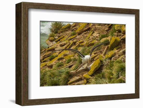 Falkland Islands, Saunders Island. Black-Browed Albatross-Cathy & Gordon Illg-Framed Photographic Print