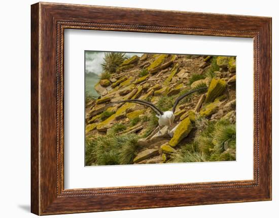 Falkland Islands, Saunders Island. Black-Browed Albatross-Cathy & Gordon Illg-Framed Photographic Print