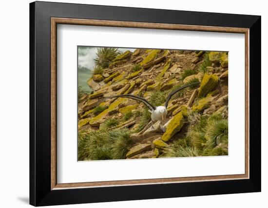 Falkland Islands, Saunders Island. Black-Browed Albatross-Cathy & Gordon Illg-Framed Photographic Print