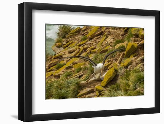 Falkland Islands, Saunders Island. Black-Browed Albatross-Cathy & Gordon Illg-Framed Photographic Print