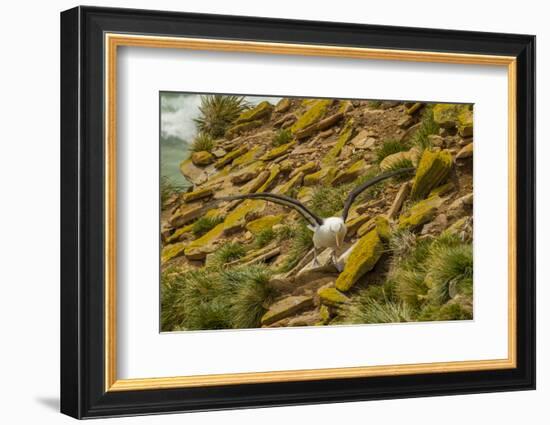 Falkland Islands, Saunders Island. Black-Browed Albatross-Cathy & Gordon Illg-Framed Photographic Print