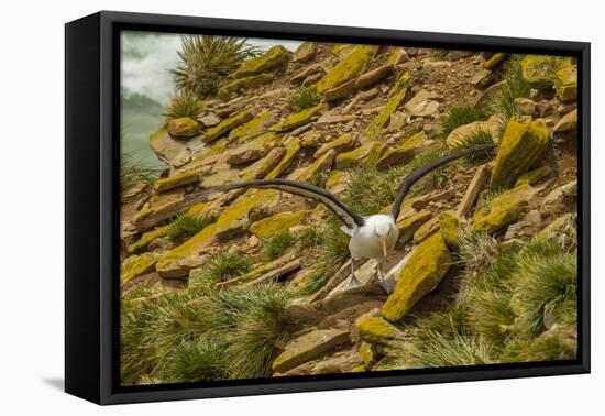 Falkland Islands, Saunders Island. Black-Browed Albatross-Cathy & Gordon Illg-Framed Premier Image Canvas