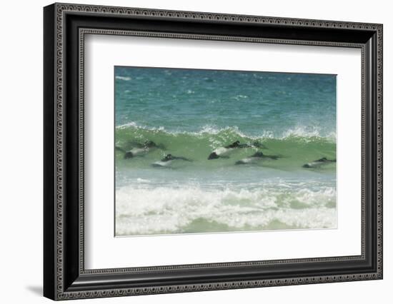 Falkland Islands, Saunders Island. Commerson's Dolphins Swimming-Cathy & Gordon Illg-Framed Photographic Print