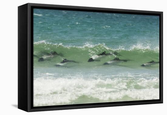 Falkland Islands, Saunders Island. Commerson's Dolphins Swimming-Cathy & Gordon Illg-Framed Premier Image Canvas