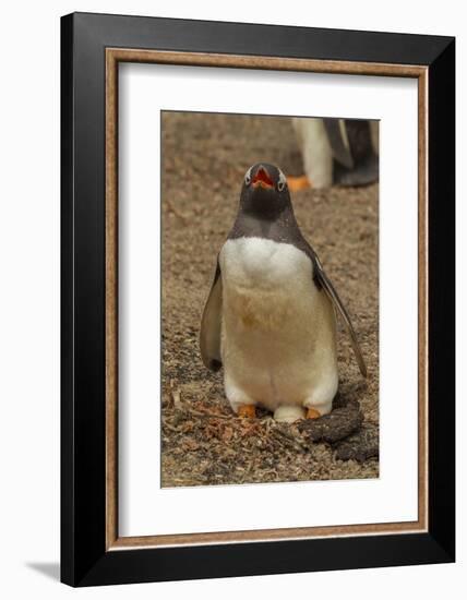 Falkland Islands, Saunders Island, Gentoo Penguin with Egg-Cathy & Gordon Illg-Framed Photographic Print