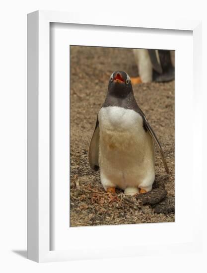 Falkland Islands, Saunders Island, Gentoo Penguin with Egg-Cathy & Gordon Illg-Framed Photographic Print