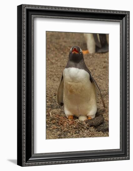 Falkland Islands, Saunders Island, Gentoo Penguin with Egg-Cathy & Gordon Illg-Framed Photographic Print