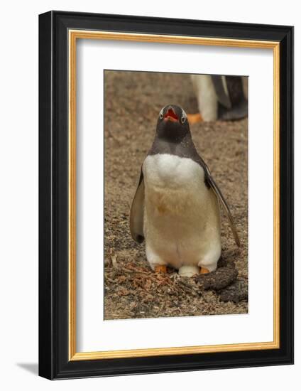 Falkland Islands, Saunders Island, Gentoo Penguin with Egg-Cathy & Gordon Illg-Framed Photographic Print