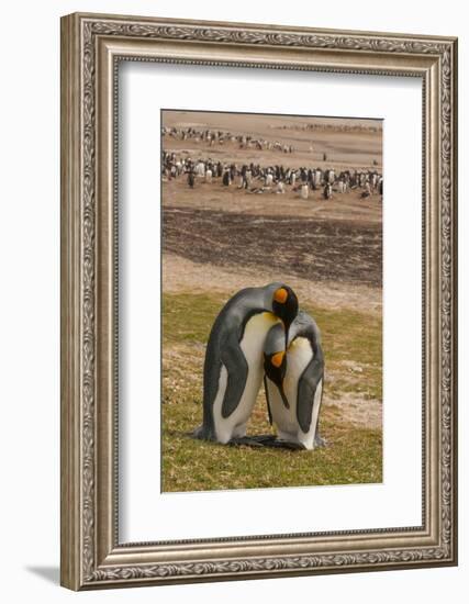 Falkland Islands, Saunders Island. Gentoo Penguins and King Penguins-Cathy & Gordon Illg-Framed Photographic Print