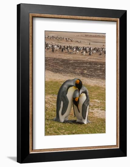 Falkland Islands, Saunders Island. Gentoo Penguins and King Penguins-Cathy & Gordon Illg-Framed Photographic Print