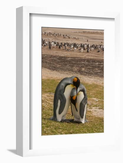 Falkland Islands, Saunders Island. Gentoo Penguins and King Penguins-Cathy & Gordon Illg-Framed Photographic Print