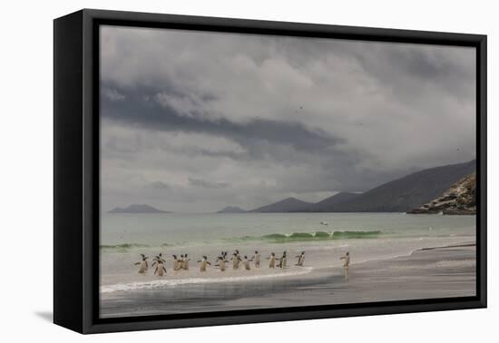 Falkland Islands, Saunders Island. Gentoo Penguins Coming Ashore-Cathy & Gordon Illg-Framed Premier Image Canvas