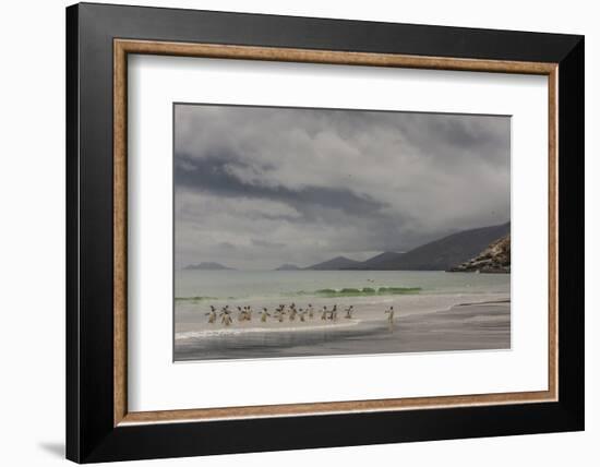 Falkland Islands, Saunders Island. Gentoo Penguins Coming Ashore-Cathy & Gordon Illg-Framed Photographic Print