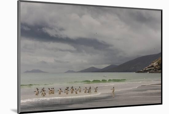 Falkland Islands, Saunders Island. Gentoo Penguins Coming Ashore-Cathy & Gordon Illg-Mounted Photographic Print