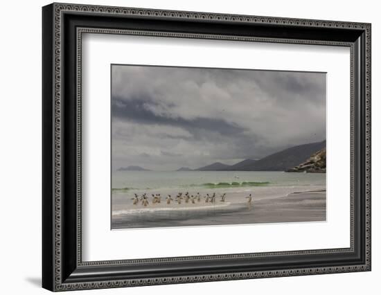 Falkland Islands, Saunders Island. Gentoo Penguins Coming Ashore-Cathy & Gordon Illg-Framed Photographic Print