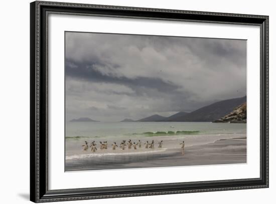 Falkland Islands, Saunders Island. Gentoo Penguins Coming Ashore-Cathy & Gordon Illg-Framed Photographic Print