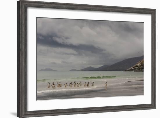 Falkland Islands, Saunders Island. Gentoo Penguins Coming Ashore-Cathy & Gordon Illg-Framed Photographic Print