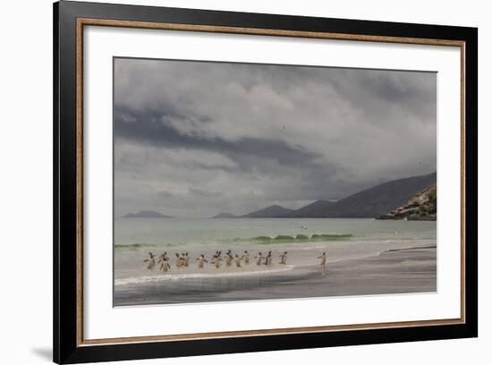 Falkland Islands, Saunders Island. Gentoo Penguins Coming Ashore-Cathy & Gordon Illg-Framed Photographic Print