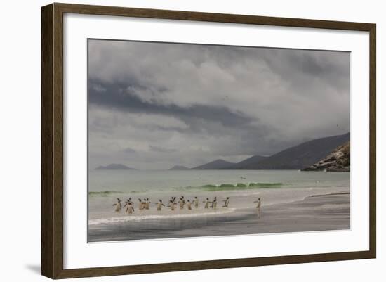 Falkland Islands, Saunders Island. Gentoo Penguins Coming Ashore-Cathy & Gordon Illg-Framed Photographic Print