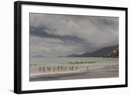 Falkland Islands, Saunders Island. Gentoo Penguins Coming Ashore-Cathy & Gordon Illg-Framed Photographic Print