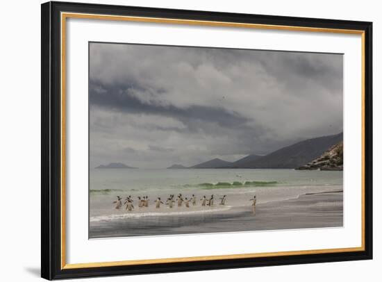 Falkland Islands, Saunders Island. Gentoo Penguins Coming Ashore-Cathy & Gordon Illg-Framed Photographic Print