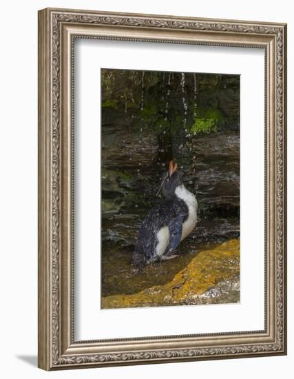 Falkland Islands, Saunders Island. Rockhopper Penguin Bathing-Cathy & Gordon Illg-Framed Photographic Print