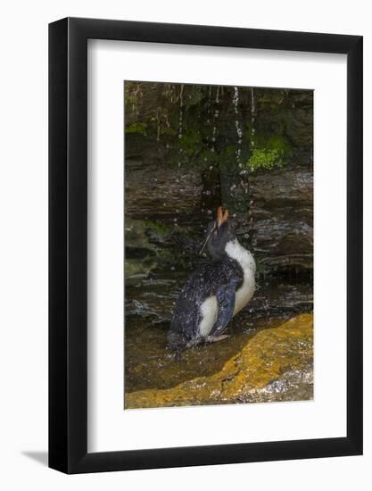 Falkland Islands, Saunders Island. Rockhopper Penguin Bathing-Cathy & Gordon Illg-Framed Photographic Print