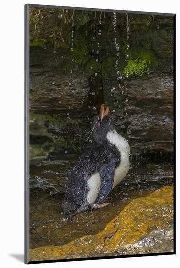 Falkland Islands, Saunders Island. Rockhopper Penguin Bathing-Cathy & Gordon Illg-Mounted Photographic Print