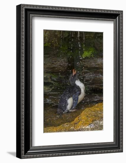 Falkland Islands, Saunders Island. Rockhopper Penguin Bathing-Cathy & Gordon Illg-Framed Photographic Print