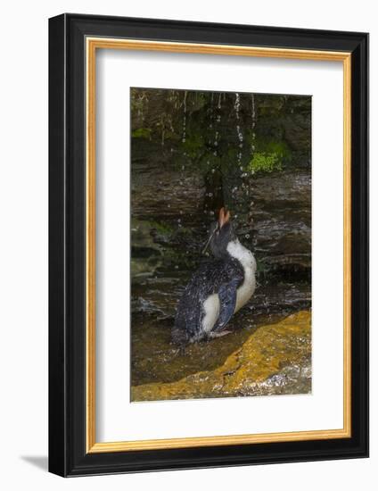 Falkland Islands, Saunders Island. Rockhopper Penguin Bathing-Cathy & Gordon Illg-Framed Photographic Print