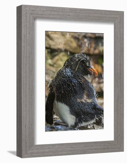 Falkland Islands, Saunders Island. Rockhopper Penguin Bathing-Cathy & Gordon Illg-Framed Photographic Print