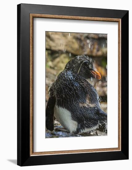 Falkland Islands, Saunders Island. Rockhopper Penguin Bathing-Cathy & Gordon Illg-Framed Photographic Print