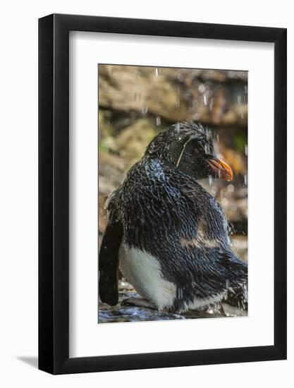 Falkland Islands, Saunders Island. Rockhopper Penguin Bathing-Cathy & Gordon Illg-Framed Photographic Print