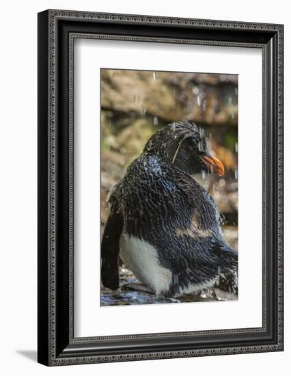 Falkland Islands, Saunders Island. Rockhopper Penguin Bathing-Cathy & Gordon Illg-Framed Photographic Print