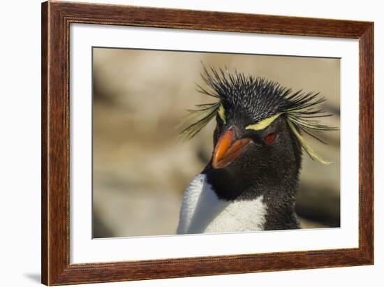 Falkland Islands, Saunders Island. Rockhopper Penguin Portrait-Cathy & Gordon Illg-Framed Photographic Print