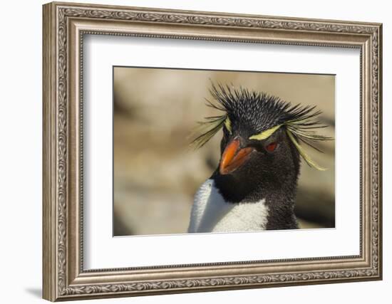 Falkland Islands, Saunders Island. Rockhopper Penguin Portrait-Cathy & Gordon Illg-Framed Photographic Print