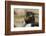 Falkland Islands, Saunders Island. Rockhopper Penguin Portrait-Cathy & Gordon Illg-Framed Photographic Print