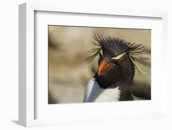 Falkland Islands, Saunders Island. Rockhopper Penguin Portrait-Cathy & Gordon Illg-Framed Photographic Print