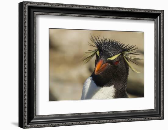 Falkland Islands, Saunders Island. Rockhopper Penguin Portrait-Cathy & Gordon Illg-Framed Photographic Print