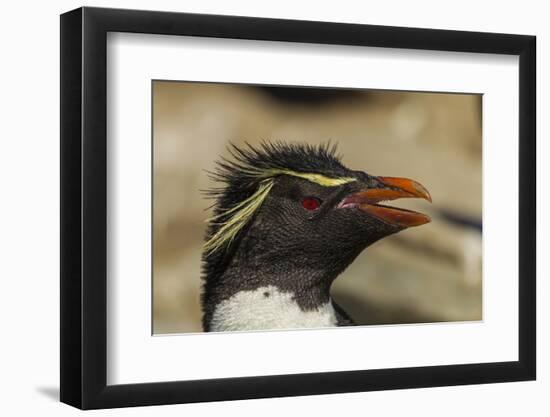 Falkland Islands, Saunders Island. Rockhopper Penguin Portrait-Cathy & Gordon Illg-Framed Photographic Print