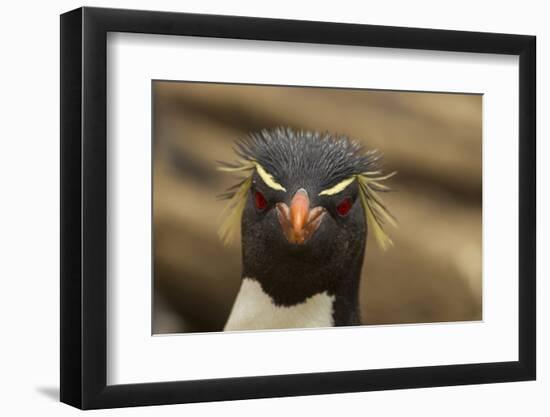 Falkland Islands, Saunders Island. Rockhopper Penguin Portrait-Cathy & Gordon Illg-Framed Photographic Print