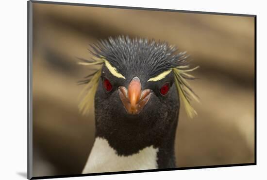 Falkland Islands, Saunders Island. Rockhopper Penguin Portrait-Cathy & Gordon Illg-Mounted Photographic Print