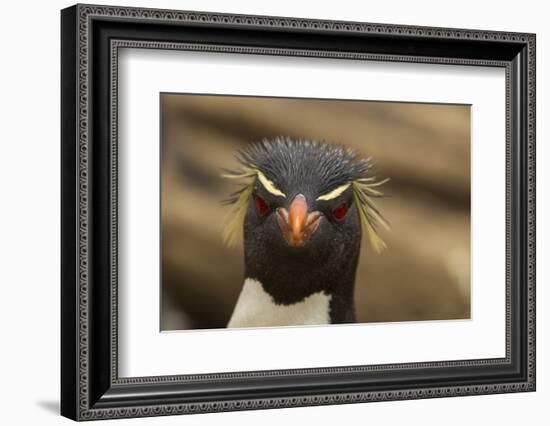 Falkland Islands, Saunders Island. Rockhopper Penguin Portrait-Cathy & Gordon Illg-Framed Photographic Print