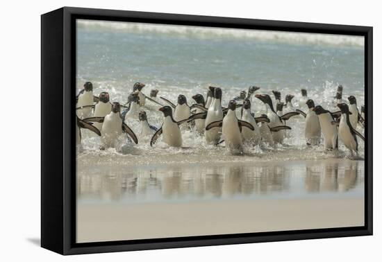 Falkland Islands, Saunders Island. Rockhopper Penguins Returning-Cathy & Gordon Illg-Framed Premier Image Canvas