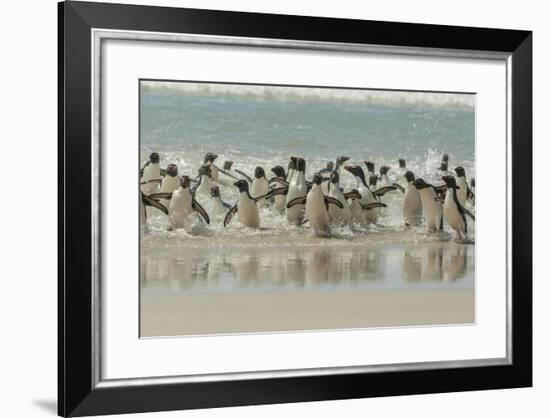 Falkland Islands, Saunders Island. Rockhopper Penguins Returning-Cathy & Gordon Illg-Framed Photographic Print